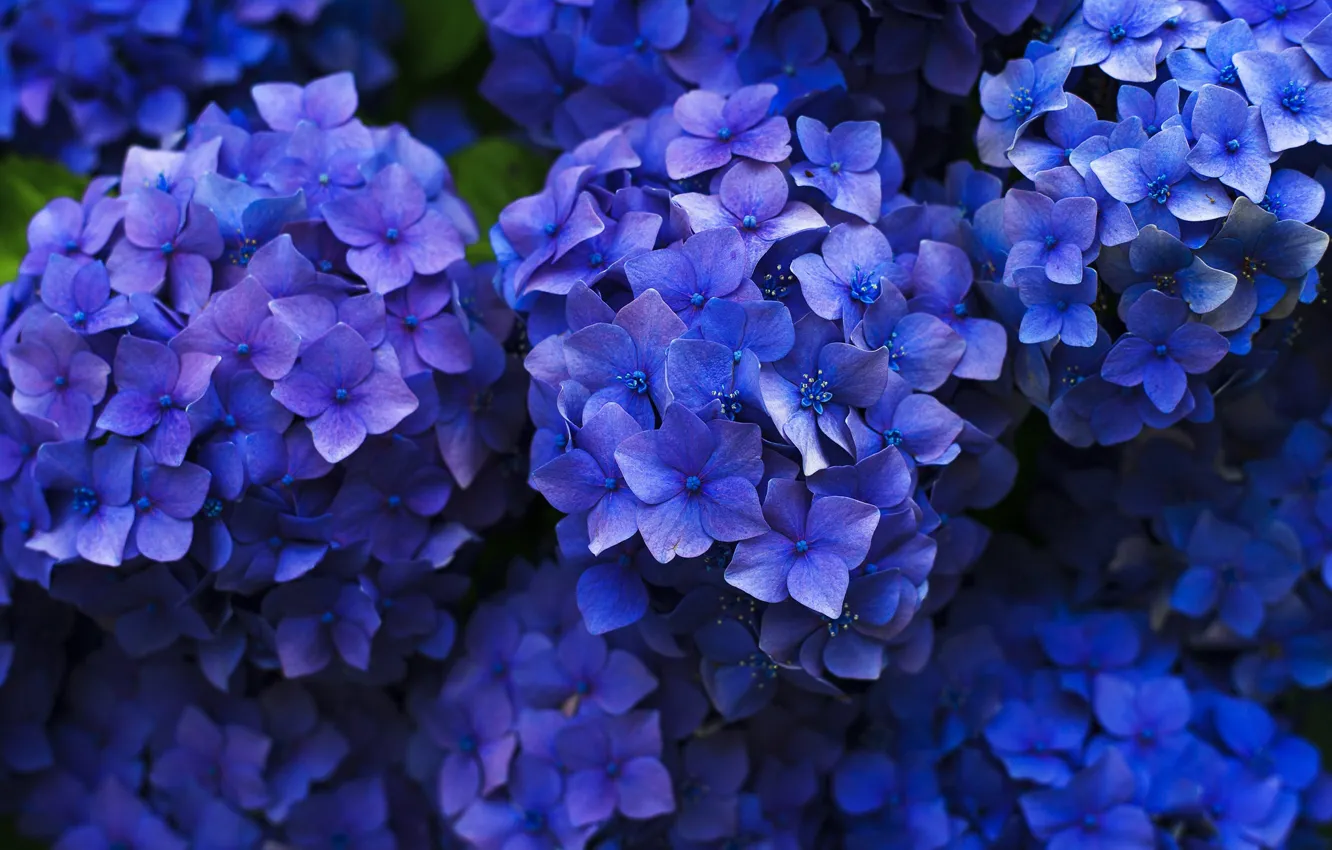 Photo wallpaper purple, flowers, background, petals, a lot, hydrangea, inflorescence