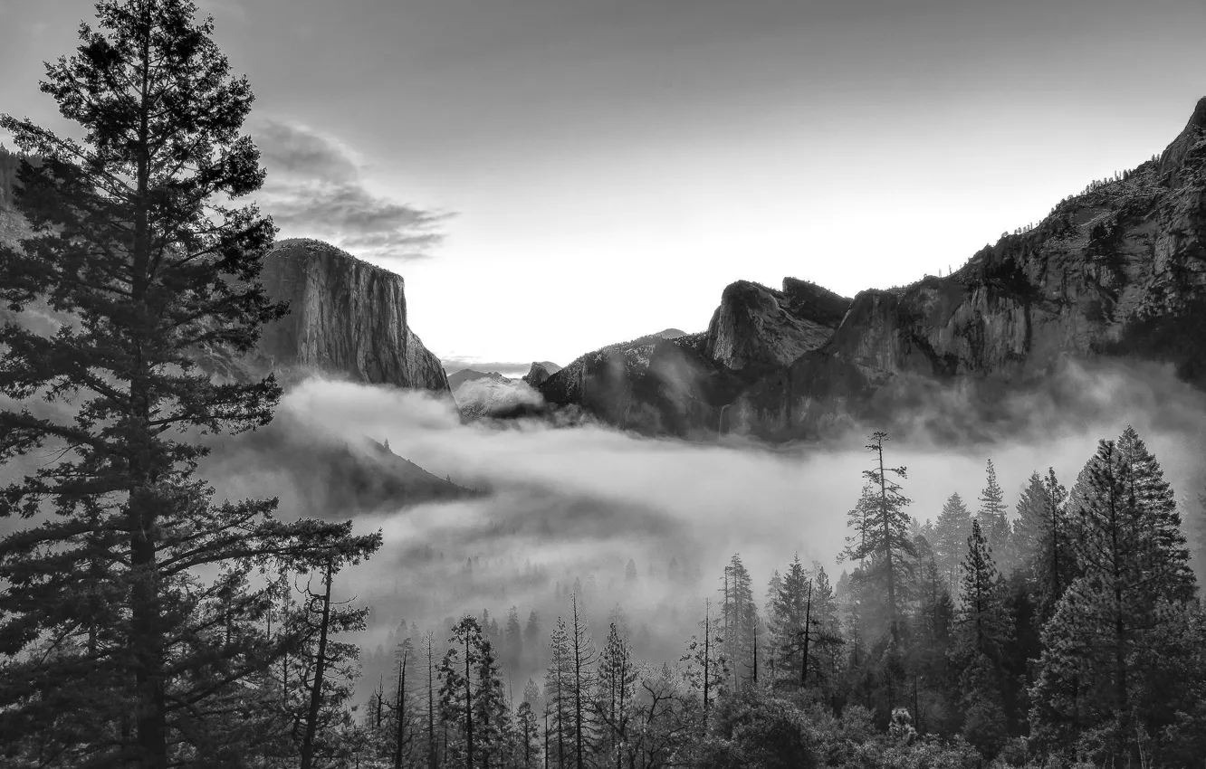 Photo wallpaper forest, mountains, nature, Park, photo, CA, black and white, USA