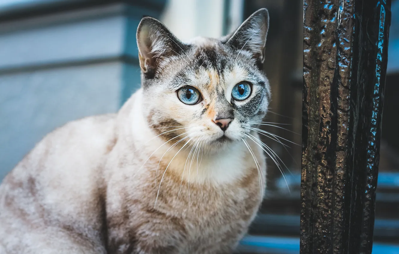 Photo wallpaper cat, cat, look, face, background, wall, portrait, blue eyes