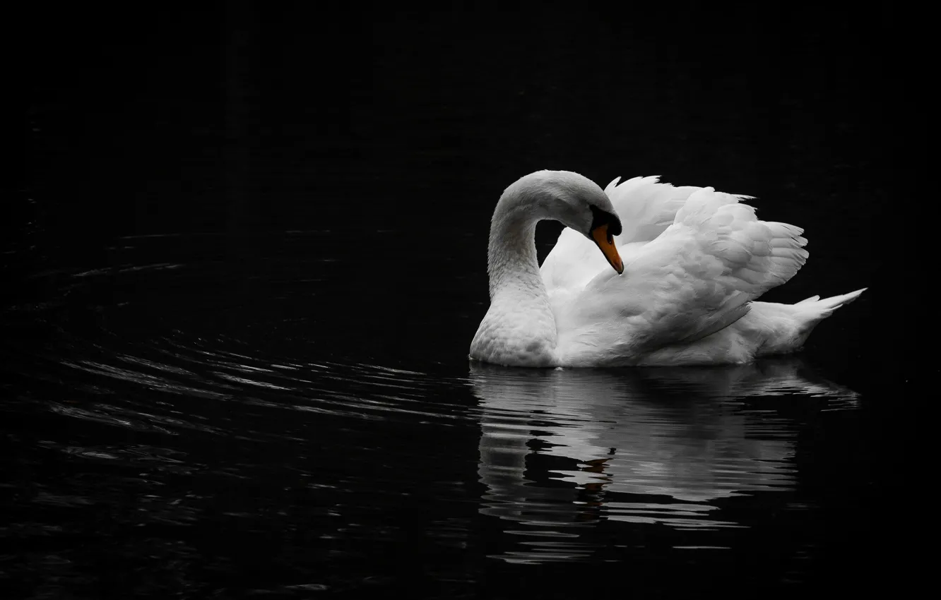 Photo wallpaper white, reflection, bird, Swan
