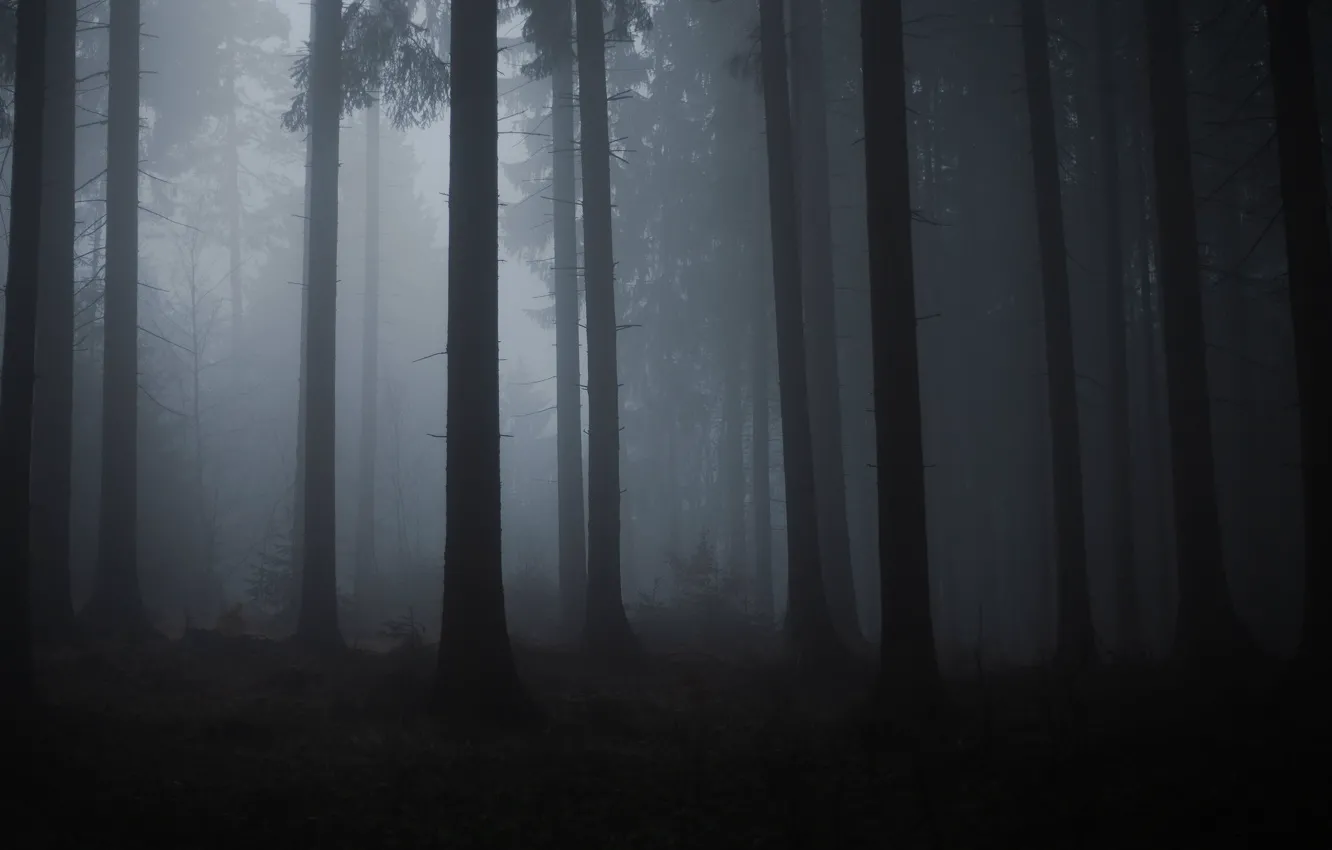 Photo wallpaper forest, trees, nature, fog, twilight, Filip Čaník