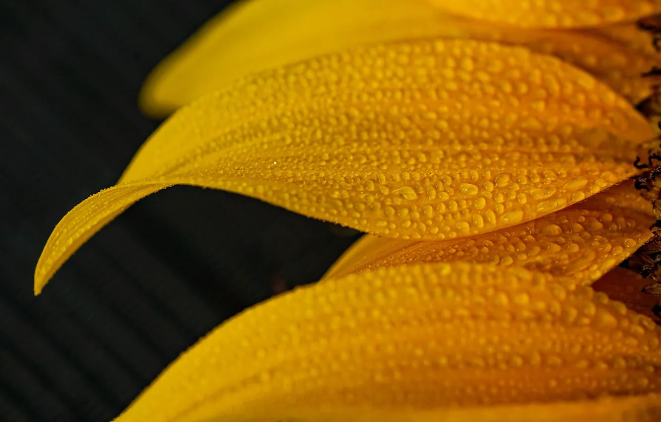 Photo wallpaper drops, macro, flowers, petals