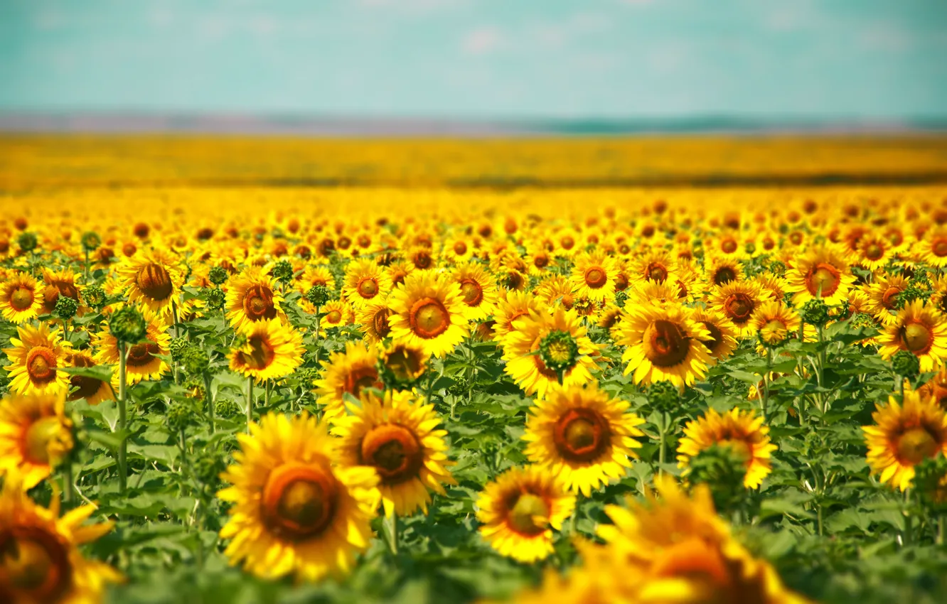 Photo wallpaper sunflowers, flowers, yellow, sunflower, plants, yellow, a field of sunflowers, field of sunflowers