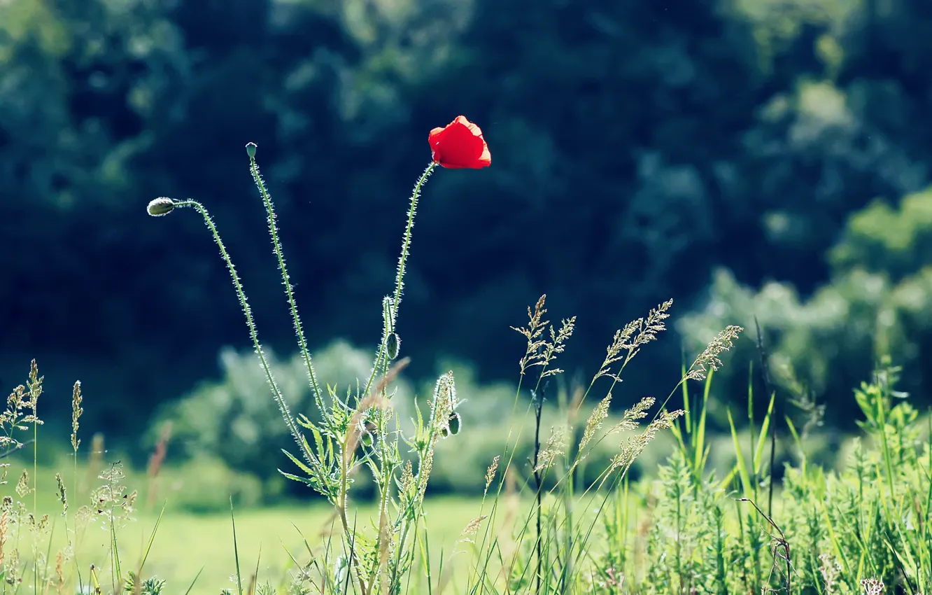 Photo wallpaper flower, summer, grass, red, nature, Mac, focus