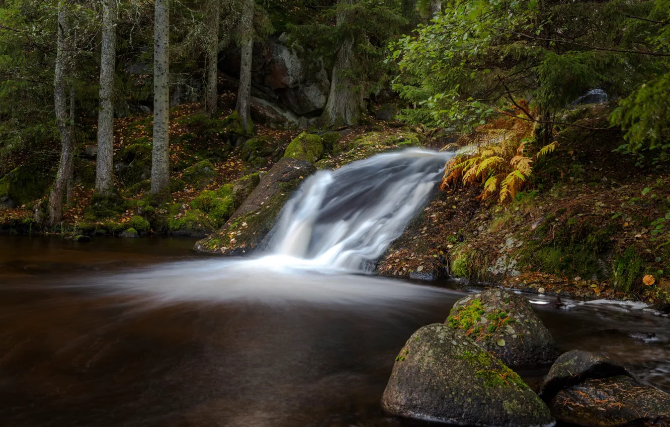 Photo wallpaper autumn, forest, stones, waterfall, Sweden, Sweden, Habo, Rävafallet