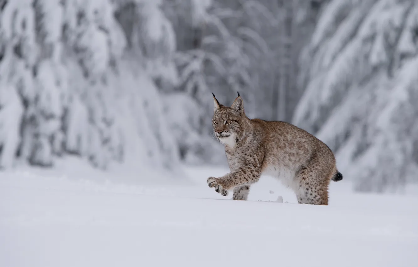 Photo wallpaper winter, forest, snow, ate, the snow, lynx, sneaks