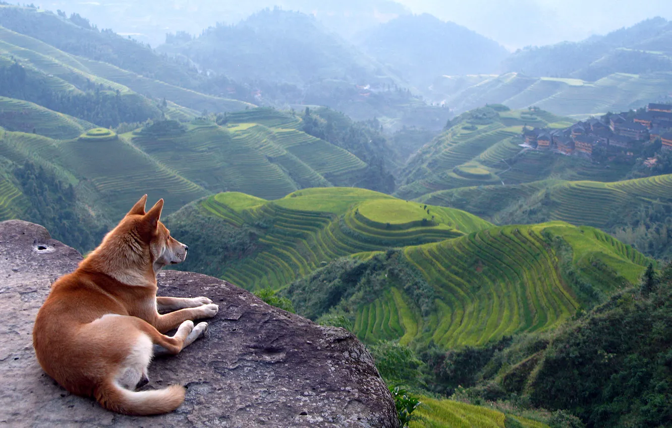 Photo wallpaper hills, Asia, terrace, red dog