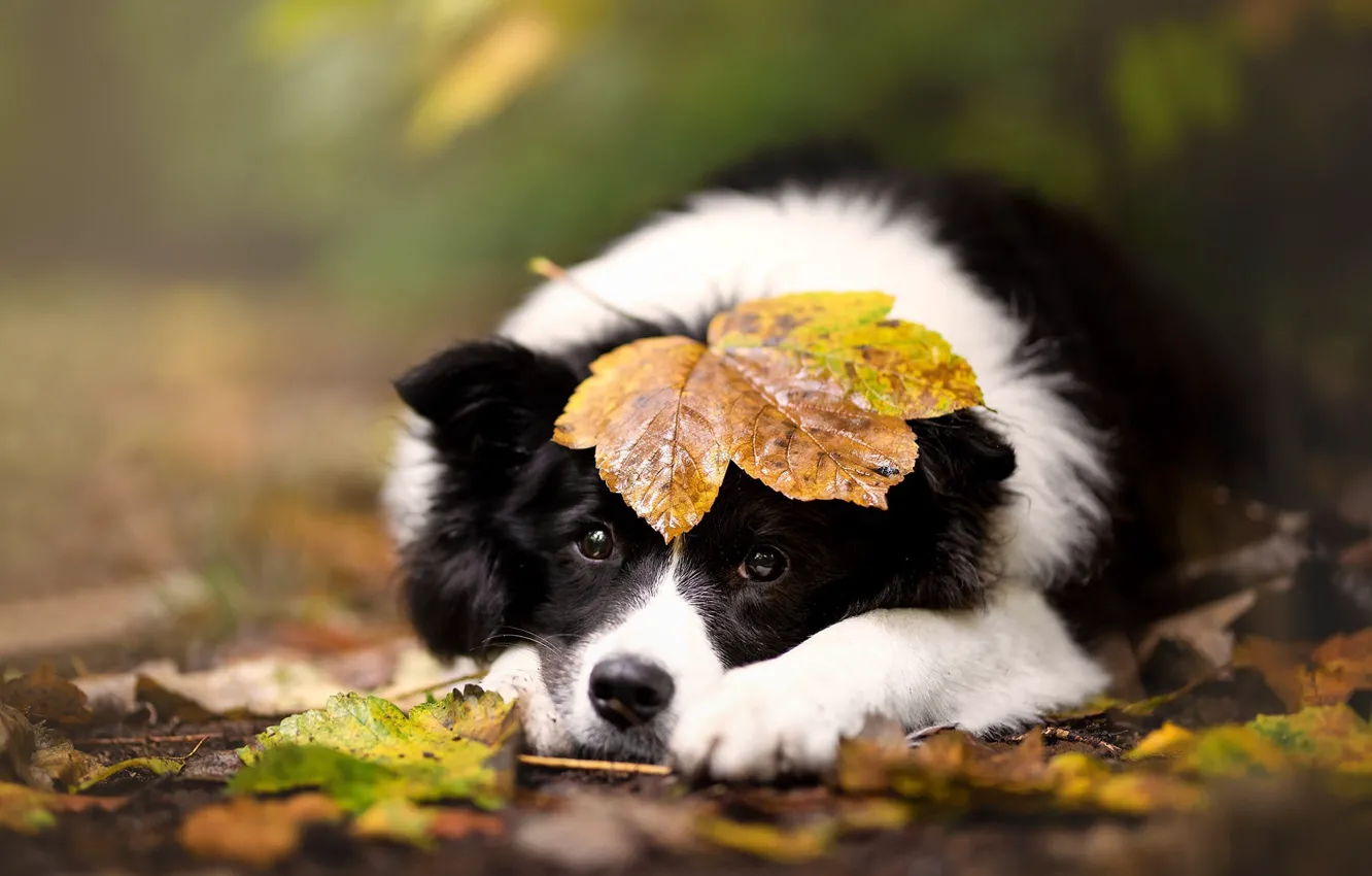 Photo wallpaper sadness, autumn, look, nature, foliage, black and white, dog, lies