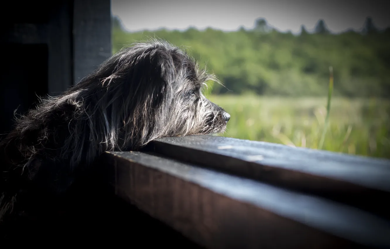 Photo wallpaper dog, profile, looks, sad