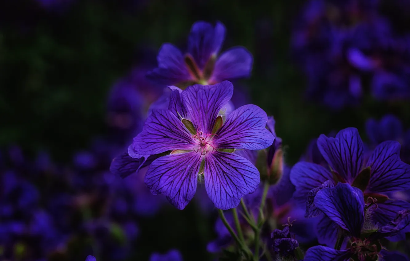 Photo wallpaper flower, purple, bokeh