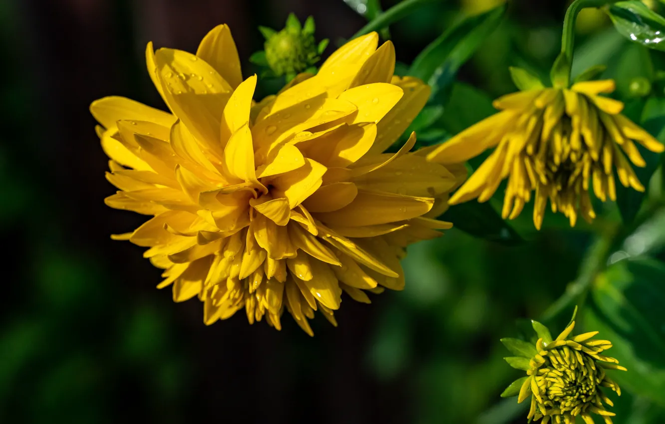 Photo wallpaper flowers, rudbeckia, Golden ball