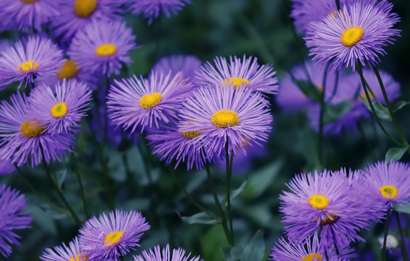 Photo wallpaper flowers, background, Bush, garden, a lot, lilac, asters