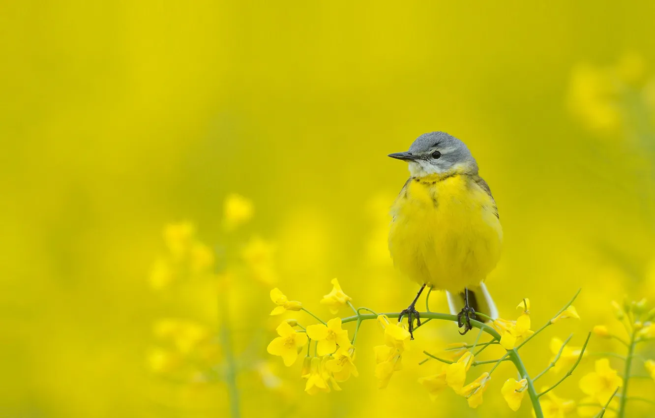 Photo wallpaper flowers, nature, bird, plant, beak, yellow Wagtail