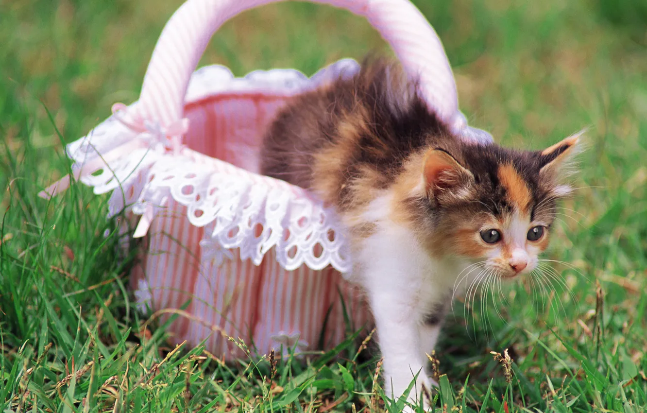 Photo wallpaper cat, grass, cat, flowers, basket, pussy, kitty, cat