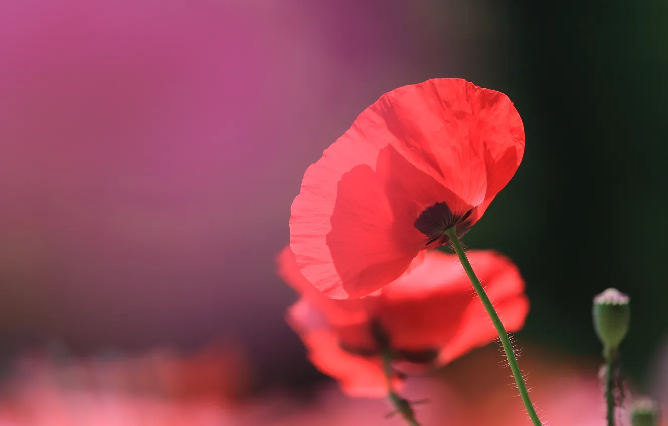 Photo wallpaper macro, flowers, red, Mac