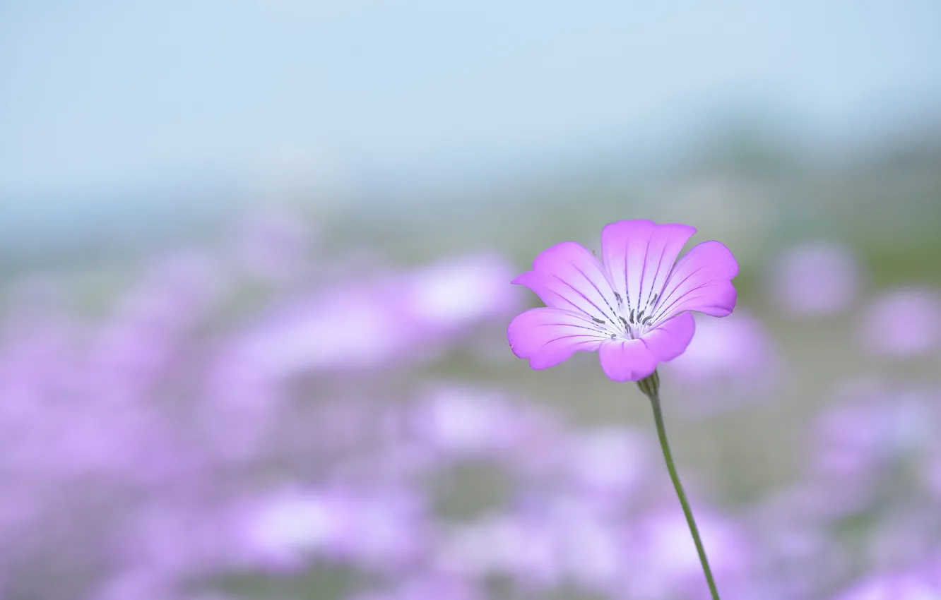 Photo wallpaper flowers, background, pink