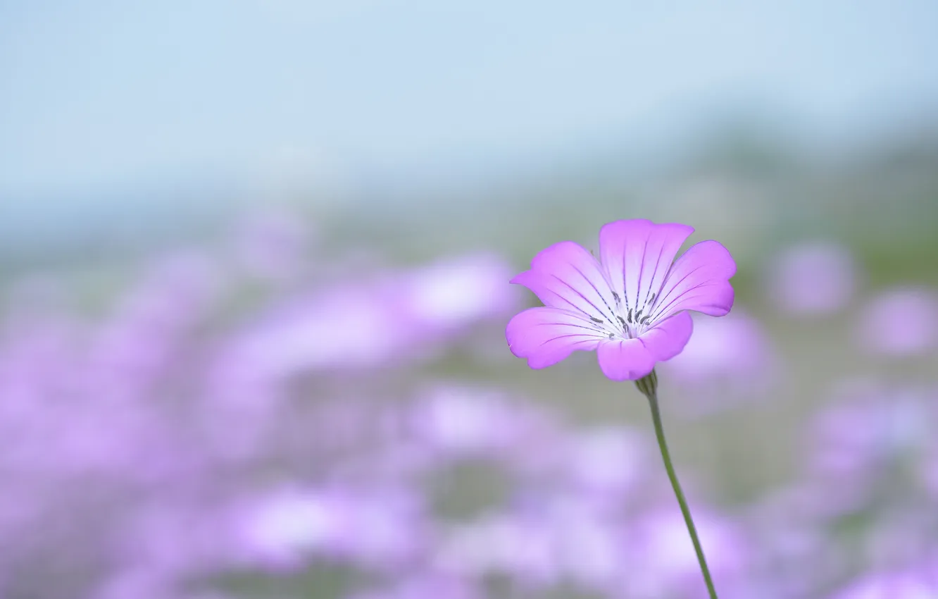 Photo wallpaper background, pink, Flower