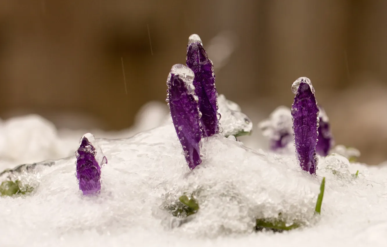 Photo wallpaper snow, flowers, nature, spring