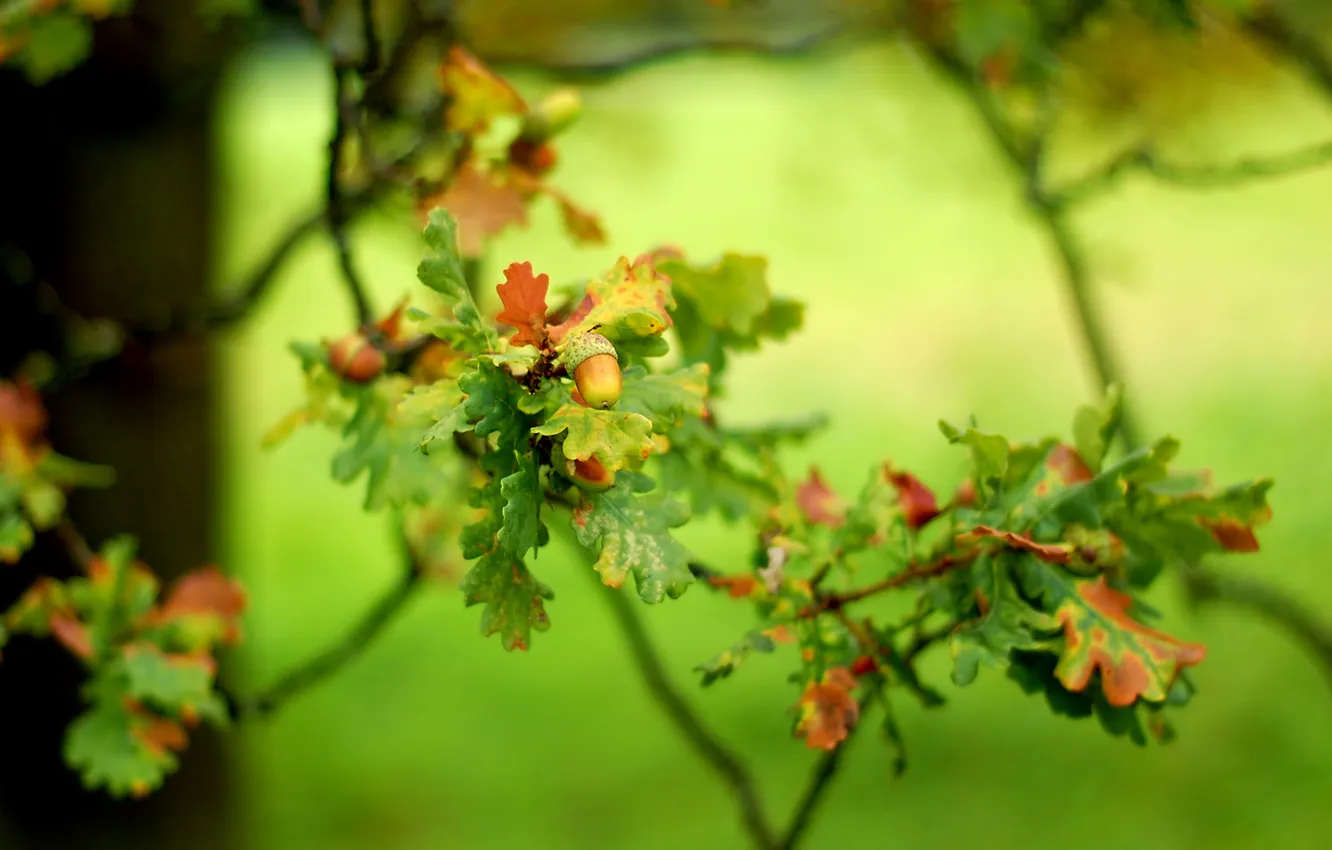 Photo wallpaper autumn, leaves, sprig, acorn, bokeh, oak