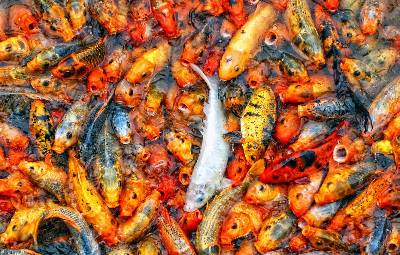 Photo wallpaper eyes, background, fish, scales, tail