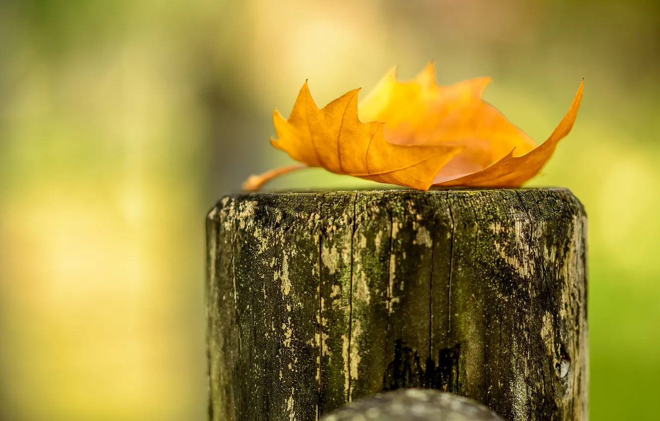 Photo wallpaper autumn, leaves, nature