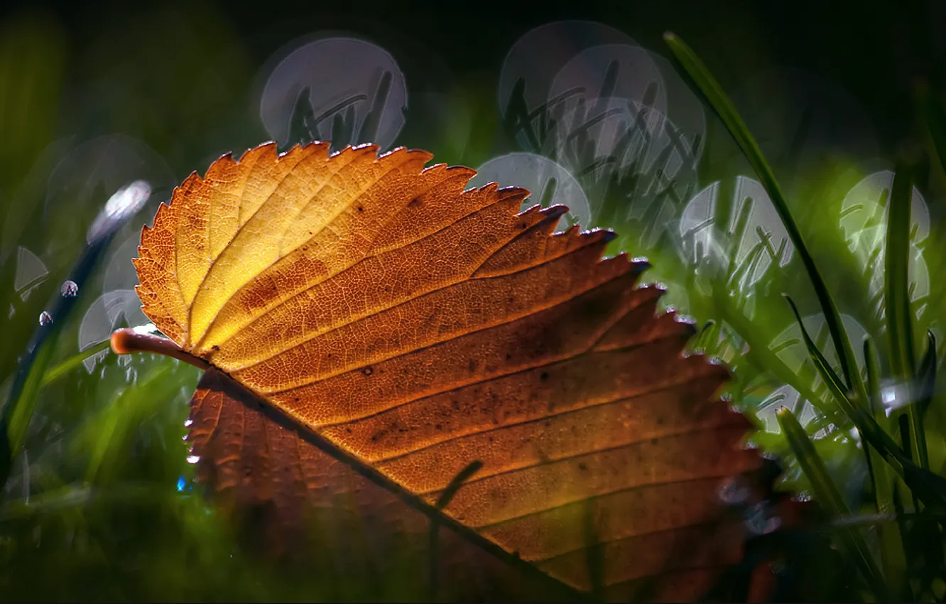Photo wallpaper grass, macro, leaf, leaves