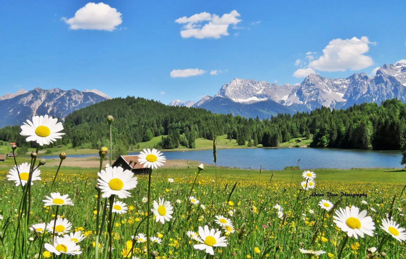 Photo wallpaper grass, landscape, flowers, mountains, nature, lake, hills, chamomile