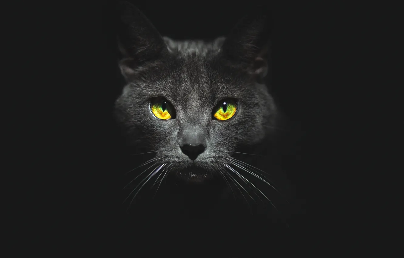 Photo wallpaper eyes, cat, look, face, black background, Kote
