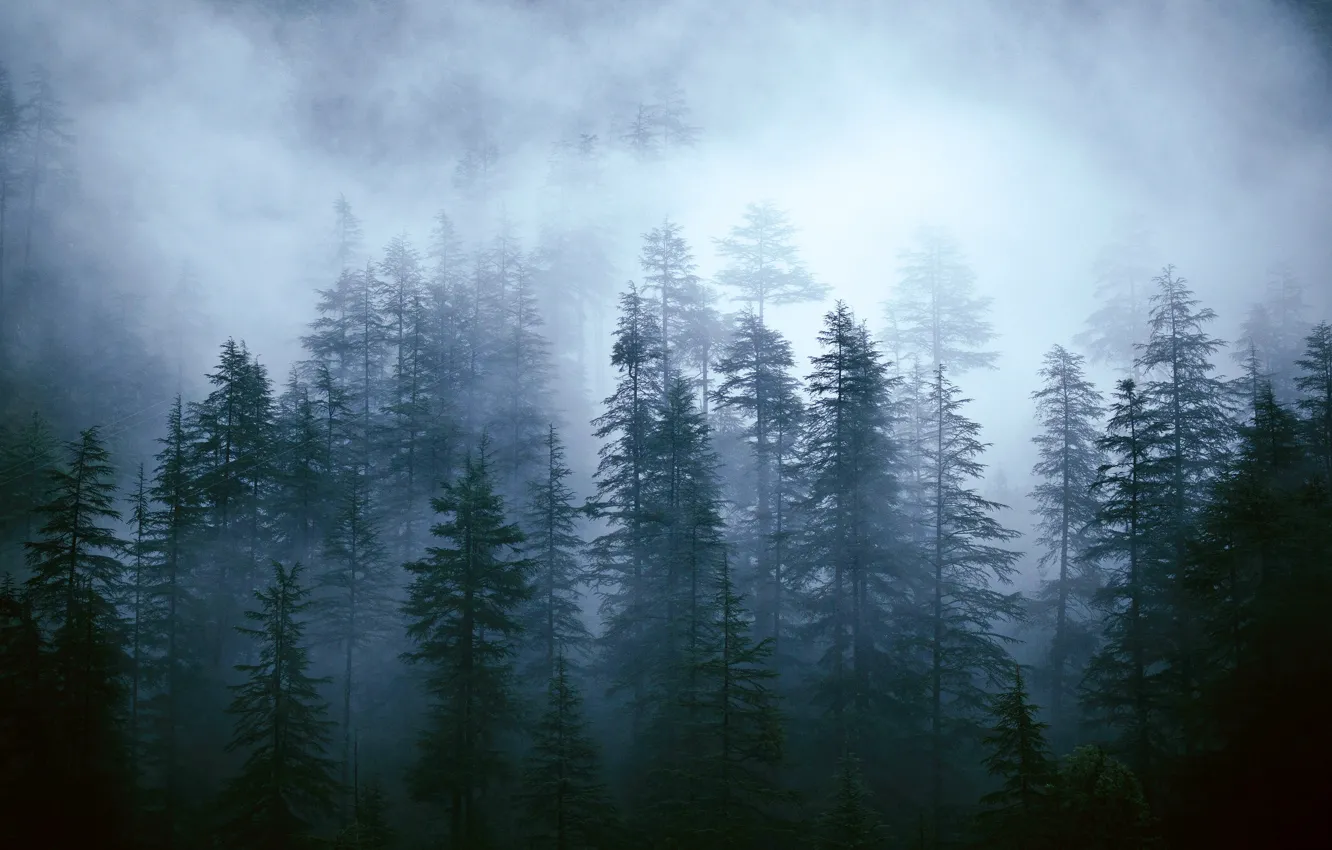 Photo wallpaper forest, trees, fog