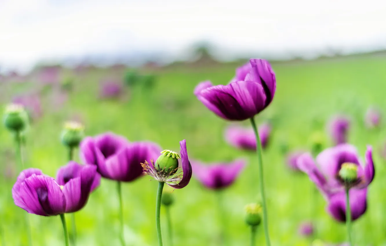 Photo wallpaper summer, flowers, Maki, meadow, lilac, poppy field
