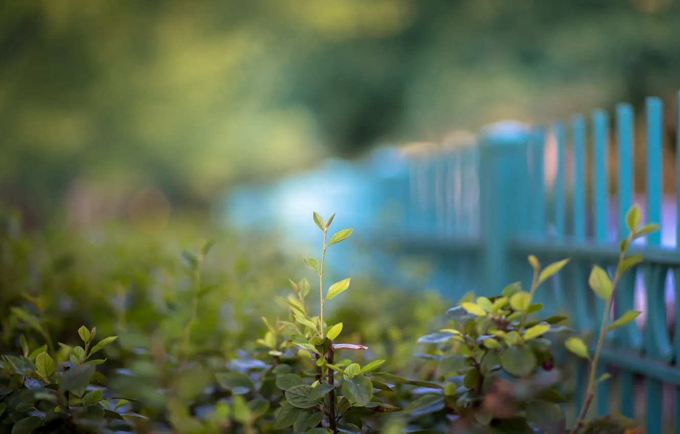 Photo wallpaper greens, summer, macro, the fence, spring, fence, bokeh