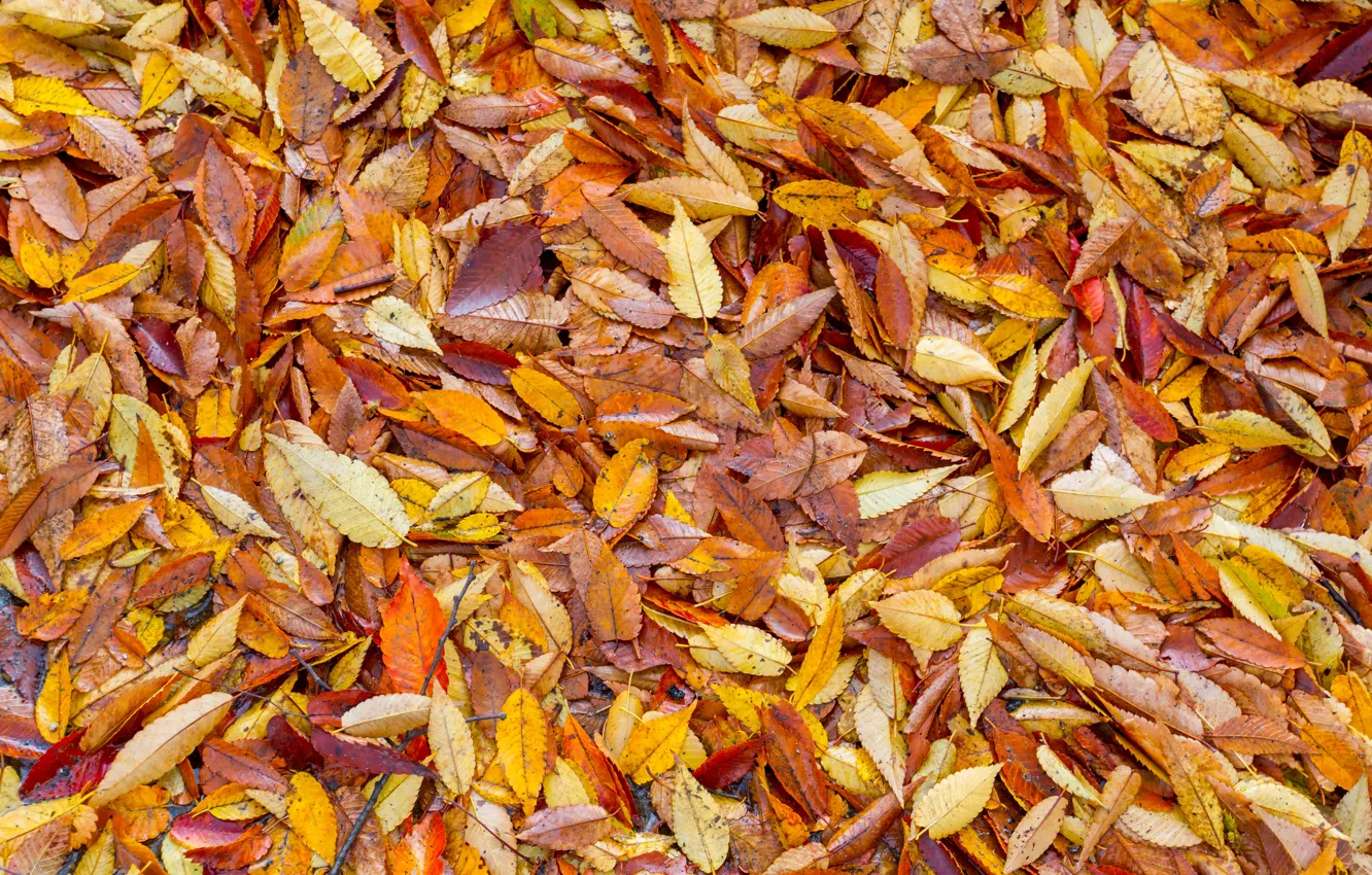 Photo wallpaper autumn, leaves, background, yellow, colorful, yellow, background, autumn
