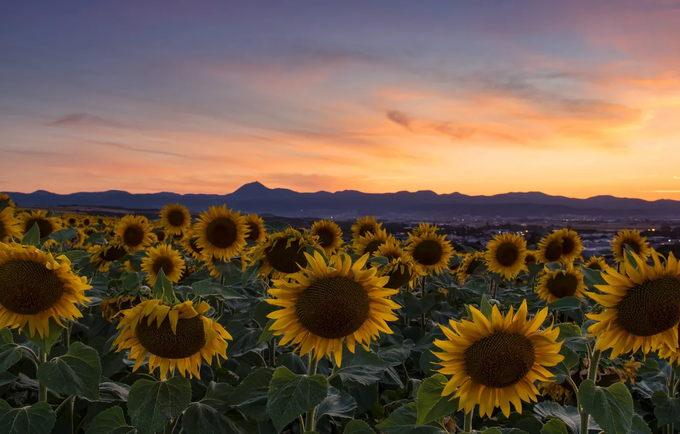 Photo wallpaper field, summer, sunflowers, flowers, mountains, the evening