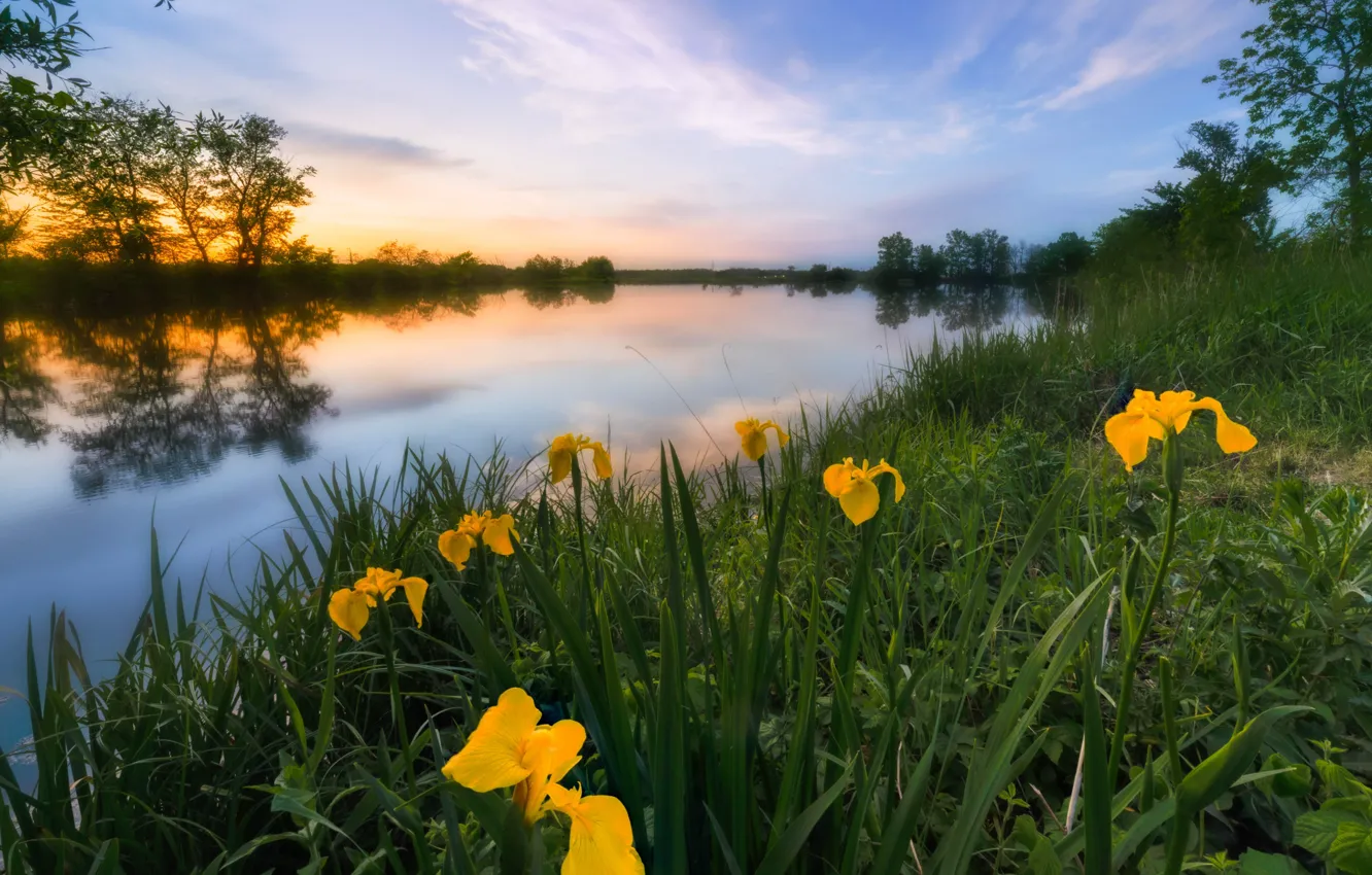 Photo wallpaper grass, landscape, flowers, nature, river, shore, iris
