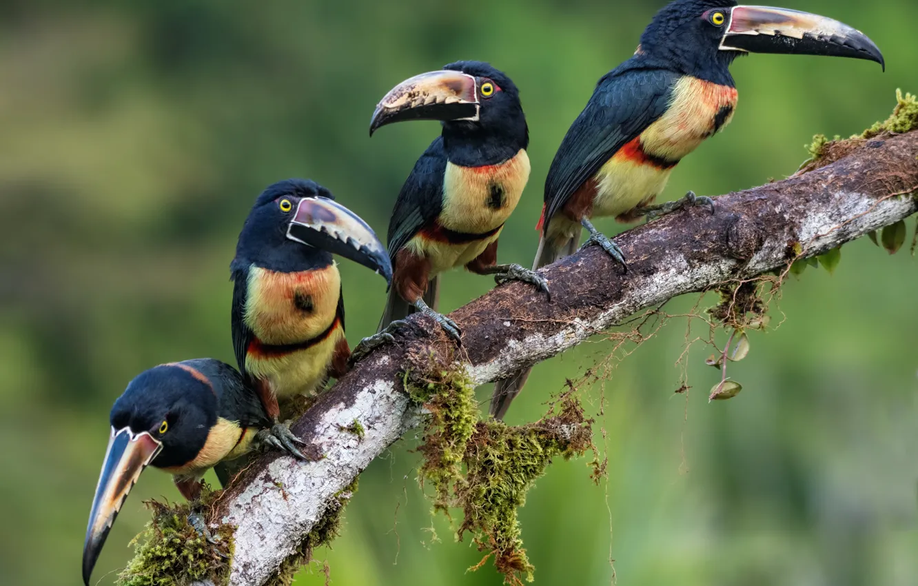 Photo wallpaper birds, Quartet, family, toucans, collared aracari, aracari