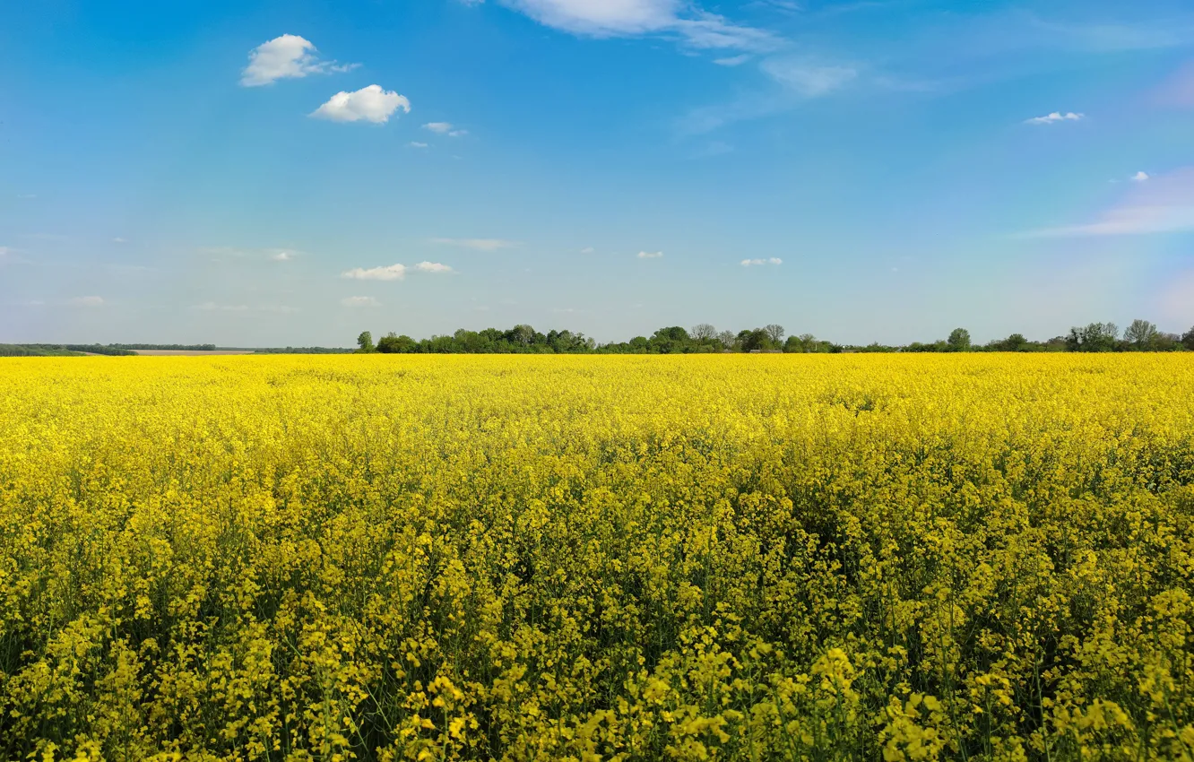 Photo wallpaper summer, the sky, flowers, blue, spring, yellow, rape, rapeseed field