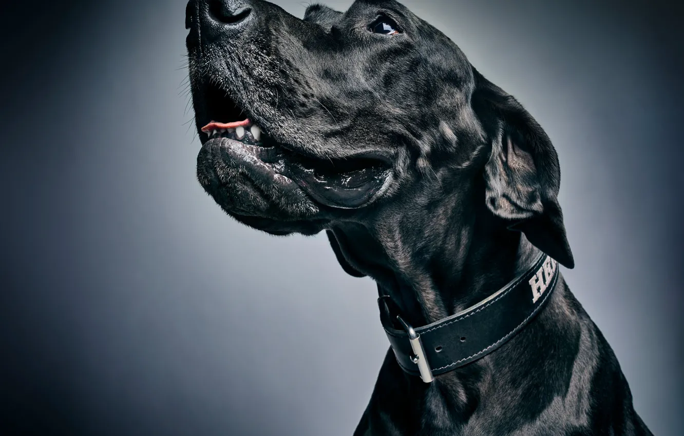 Photo wallpaper face, background, portrait, dog, collar