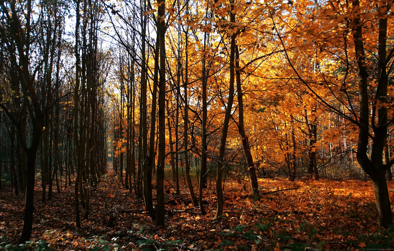 Photo wallpaper Autumn, Trees, Germany, Way Of Wood