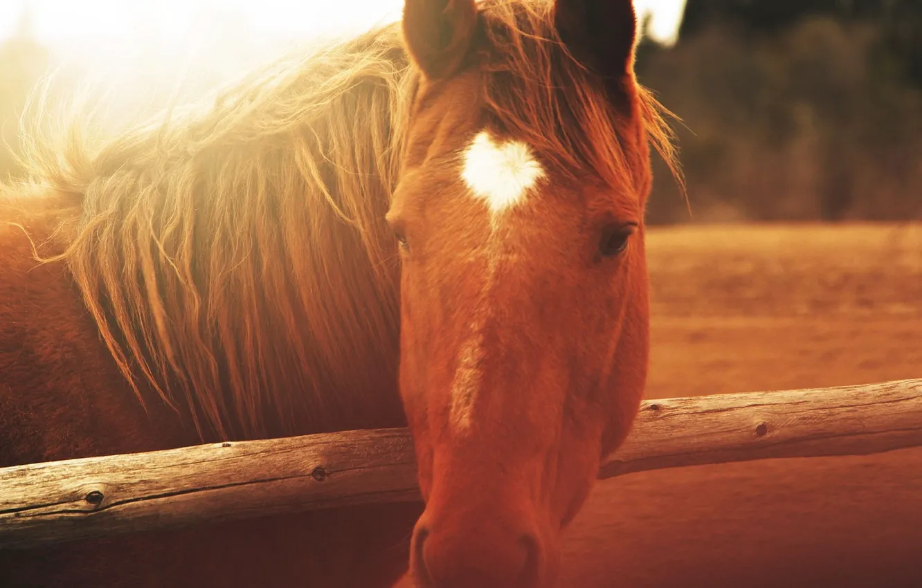 Photo wallpaper animal, horse, the fence, wooden, animals, fence, wooden, horse