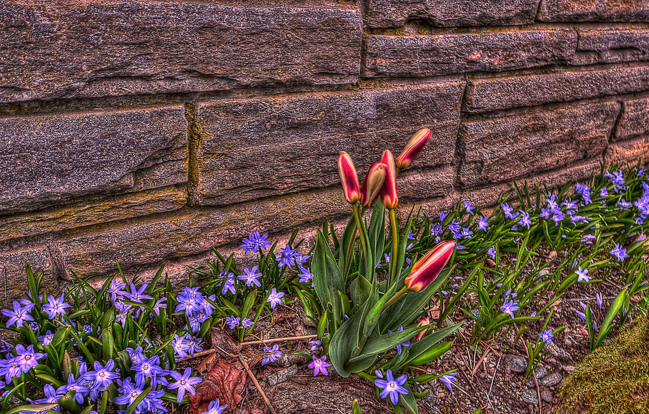 Photo wallpaper house, Tulip, petals, hdr, yard