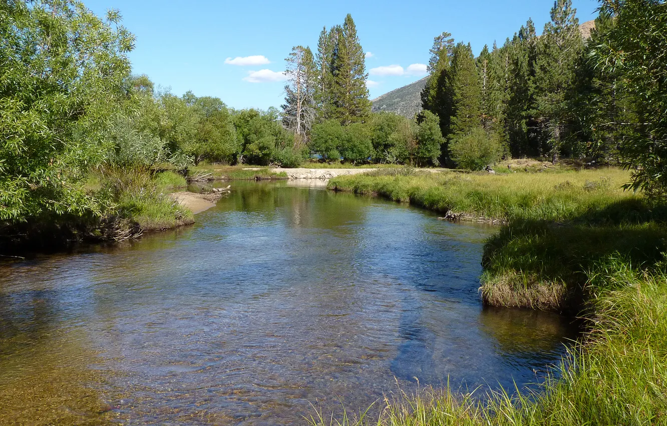 Photo wallpaper forest, the sky, trees, mountains, river