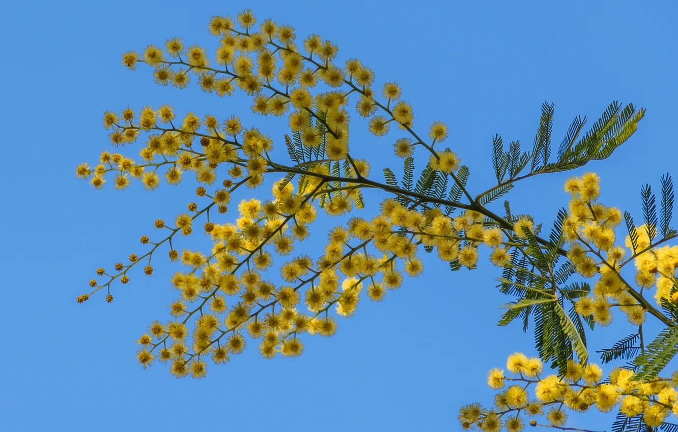 Photo wallpaper the sky, macro, sprig, spring, Mimosa