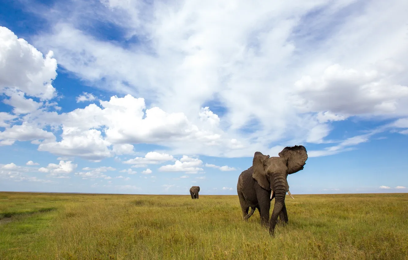 Photo wallpaper field, nature, elephant