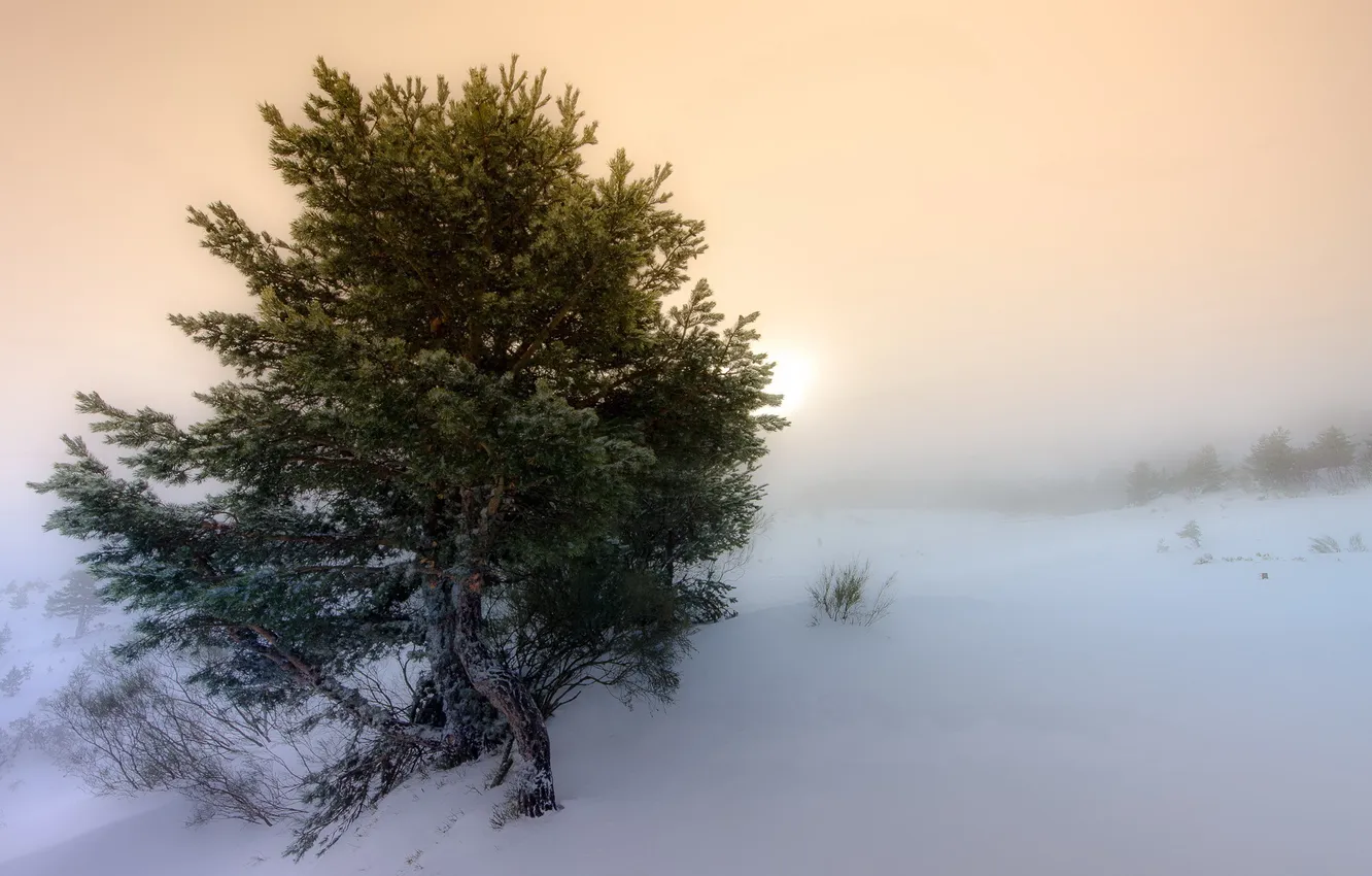 Photo wallpaper winter, trees, landscape, fog