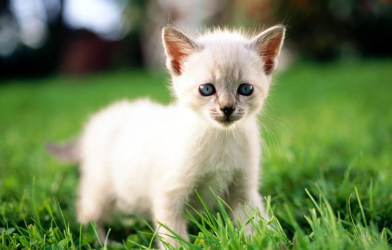 Photo wallpaper cat, white, grass, cat, macro, kitty, cat
