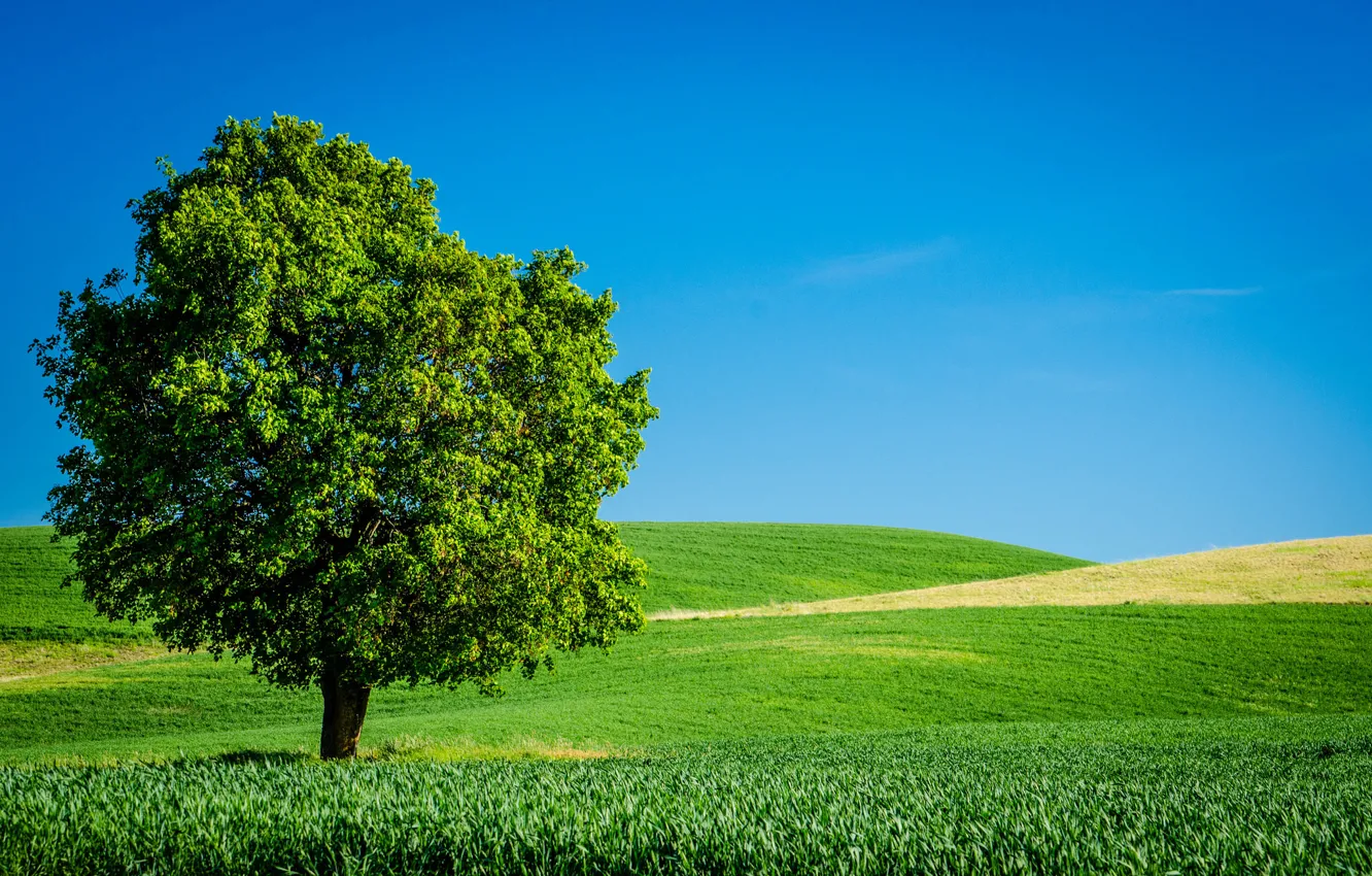 Photo wallpaper field, summer, the sky, grass, trees, green, horizon