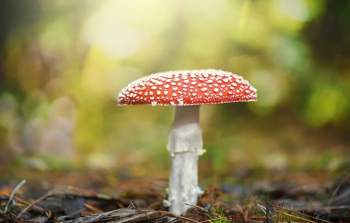 Photo wallpaper grass, background, mushroom, mushroom