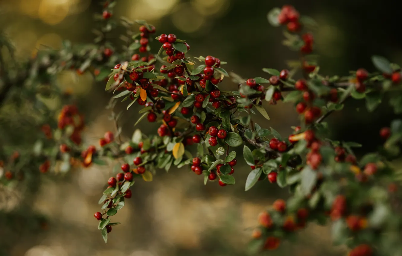 Photo wallpaper autumn, leaves, branches, red, berries, fruit, bokeh