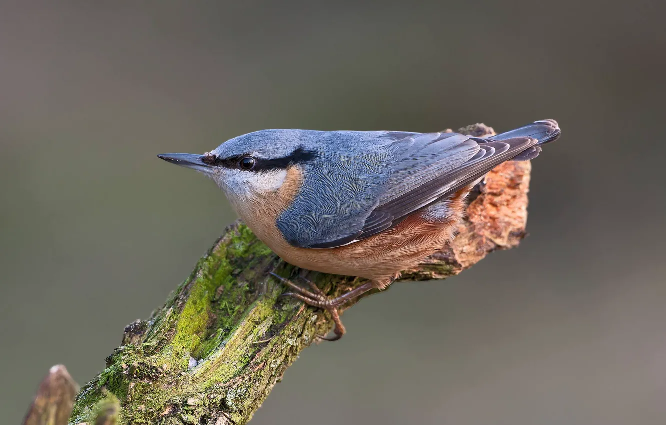 Photo wallpaper bird, snag, nuthatch