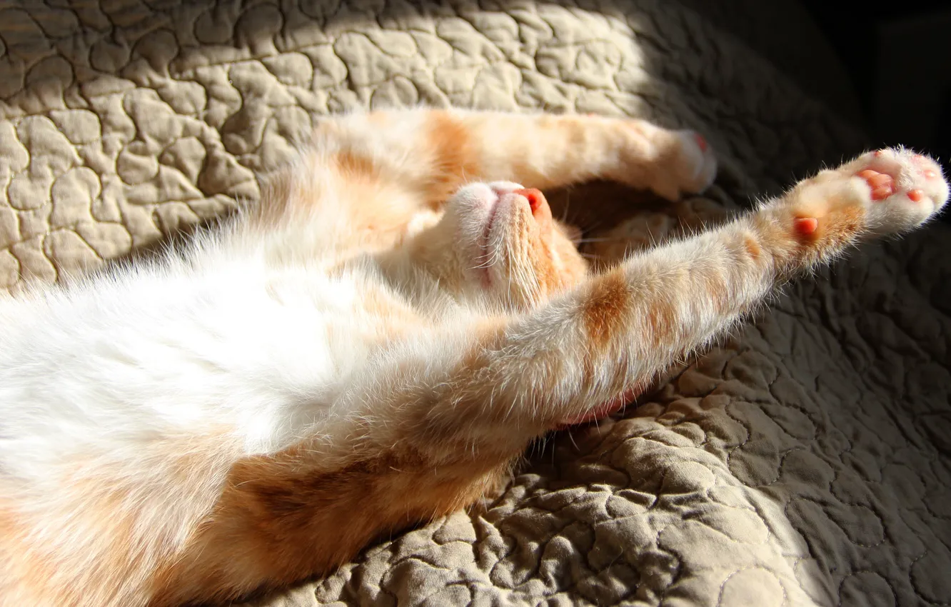 Photo wallpaper cat, cat, light, pose, background, bed, morning, blanket